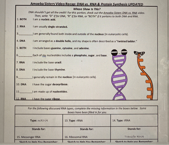 Dna vs rna worksheet answer key